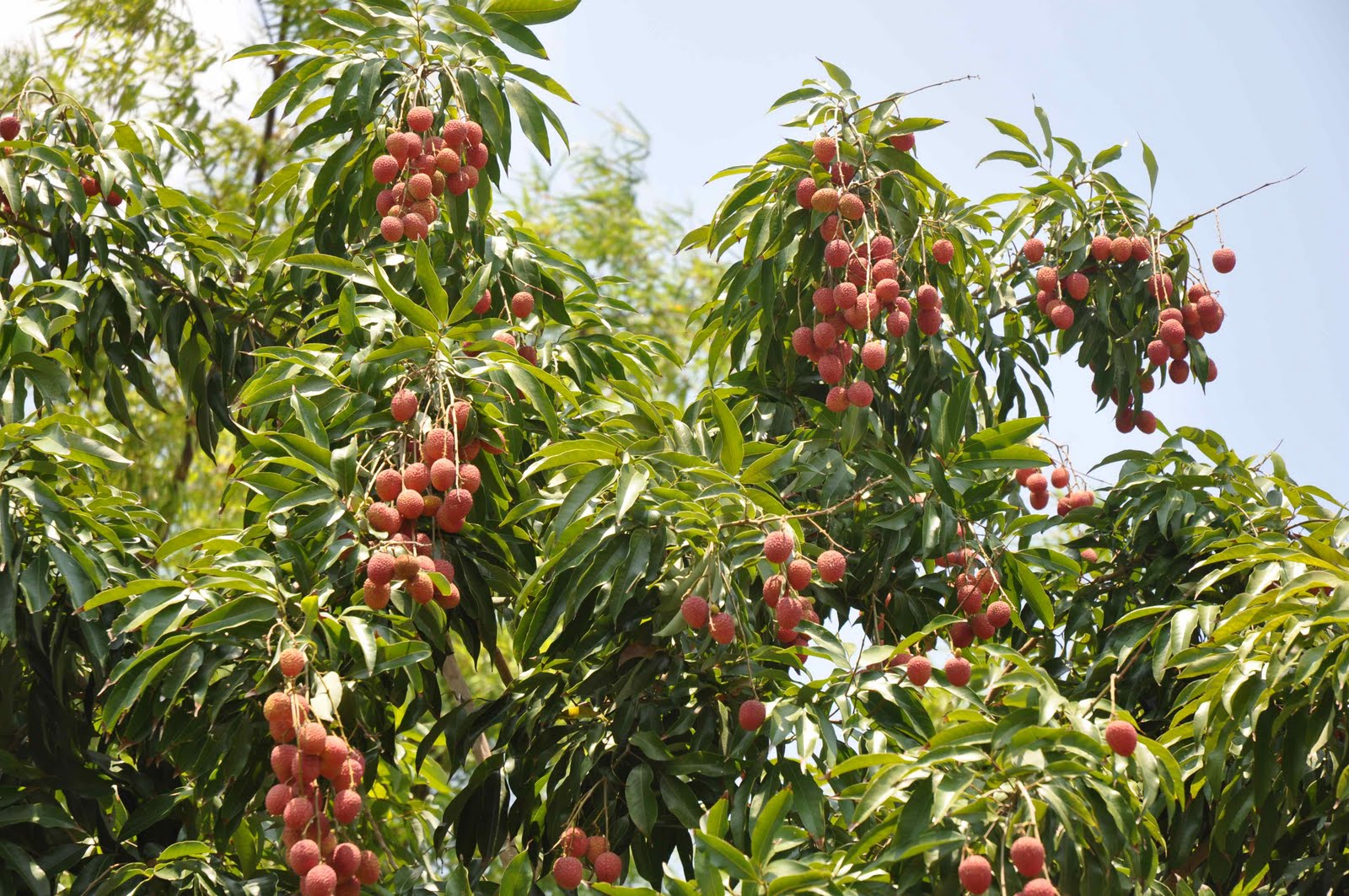 ... lychee fruits stops the development of melanoma cells lychee contains