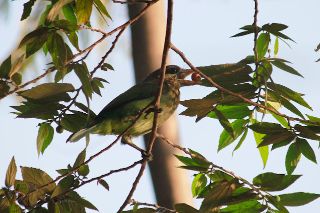 White-cheeked Barbet having its food