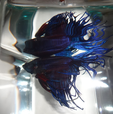 crowntail betta