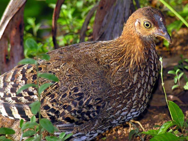 RaRe aVeS: Ayam Hutan Hijau!!