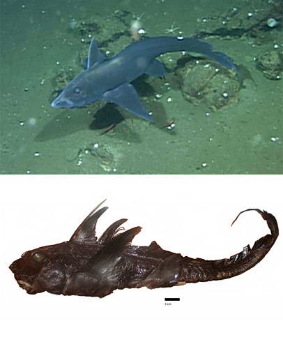 090922 ghost shark new species picture big 10 Penemuan spesies Binatang Baru Versi National Geographic