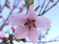 Amygdalus persica