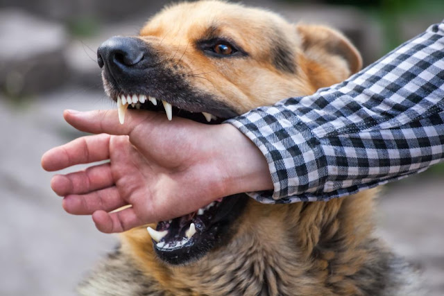 Cara mengatasi dan Pertolongan Pertama Saat Terkena Gigitan Anjing