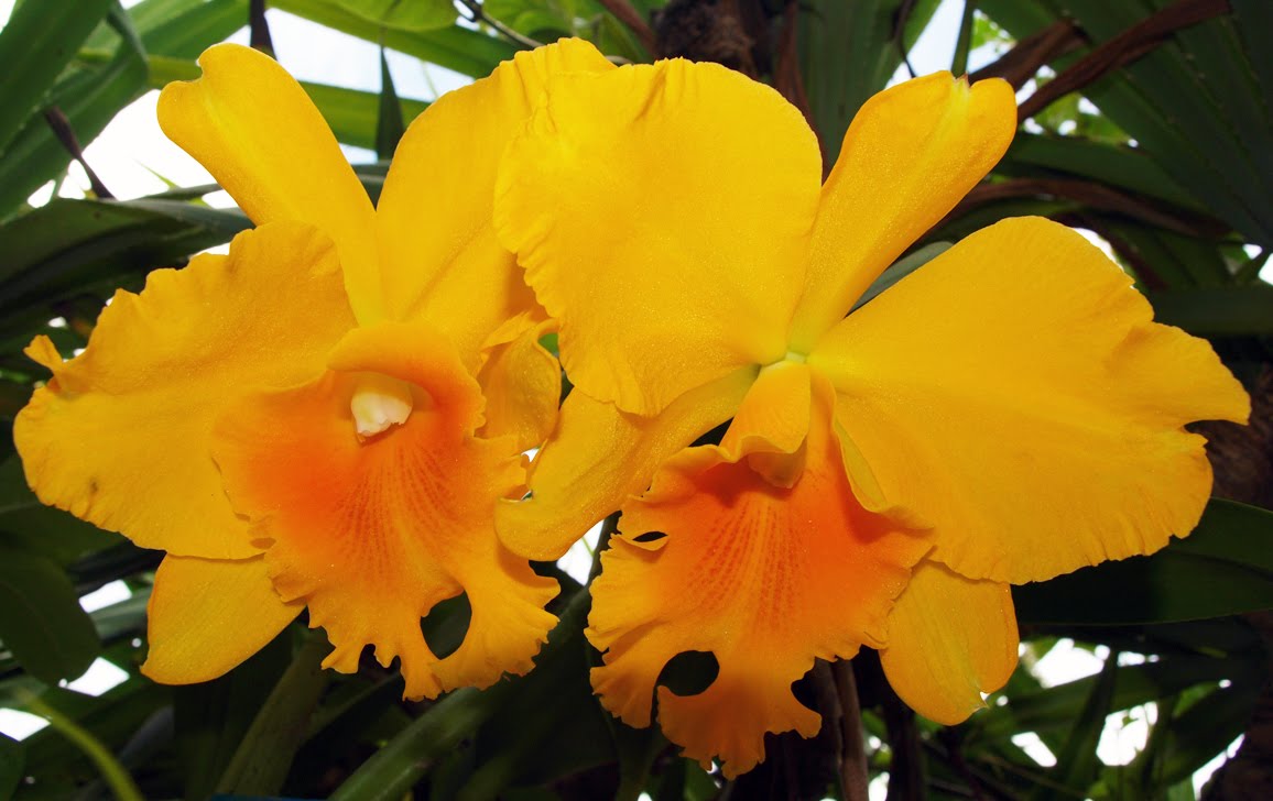 Orchid Hybrid Pot Hwa Yuan Gold