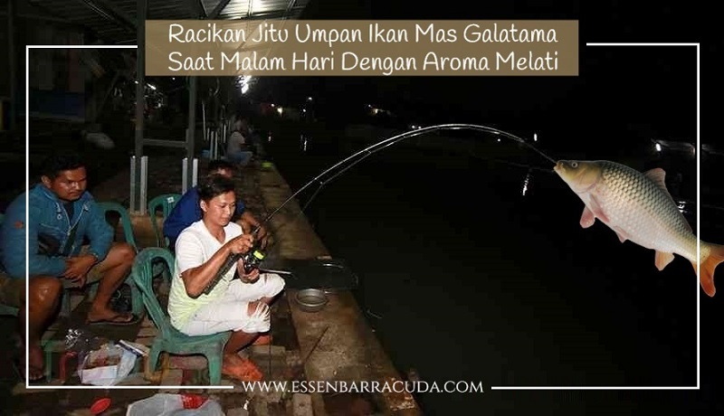 https://essenbarracudastore.blogspot.com/2018/10/umpan-mas-galatama-malam-hari-aroma-melati.html