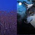 Full Corn Moon: What You Need to Know About September's Full Moon 2020