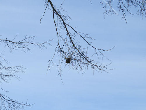 oriole nest