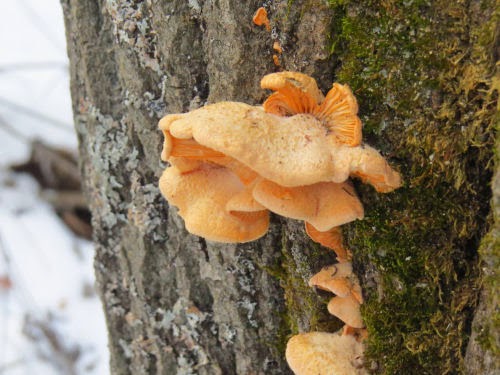 nestcap fungus