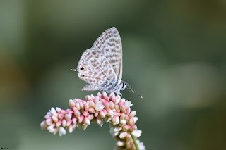 mariposa-gris-estriada-leptotes-pirithous-macho-