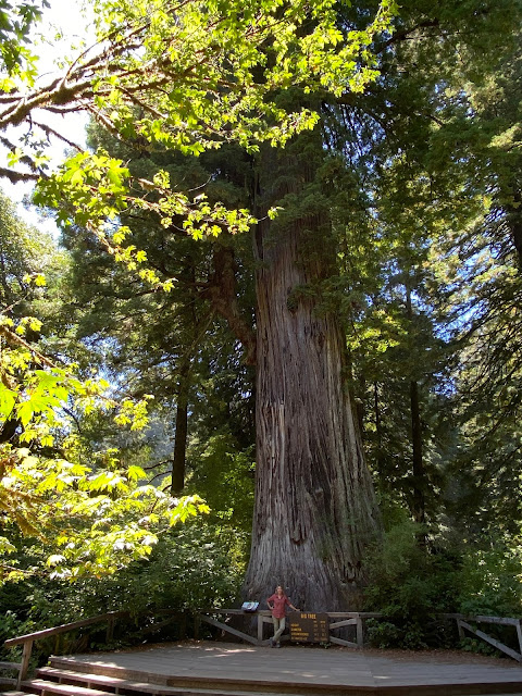 The Big Tree--13th largest tree in the world