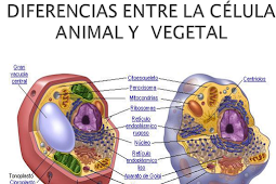 celula animal y vegetal diferencia Diferencias entre célula animal y
vegetal. conoce todo sobre ello