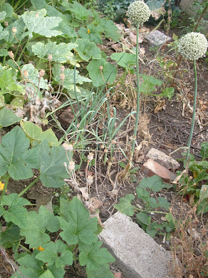 A garden bed with a variety of vegetables growing