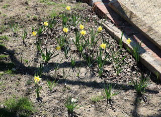 A's daffodil bed is also looking the part