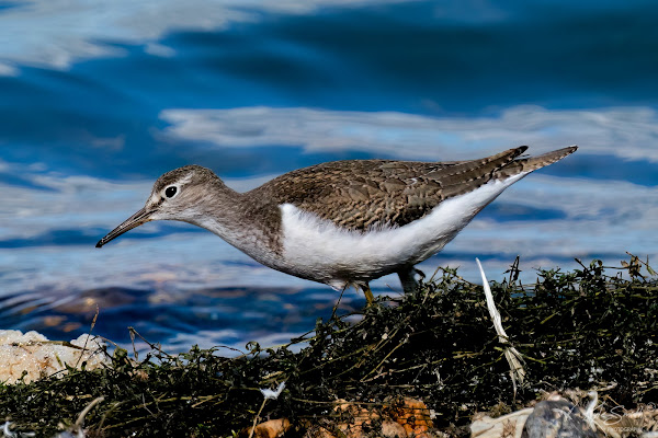 Common sandpiper