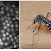 Quais os sintomas e fatores de risco para a Dengue Hemorrágica?
