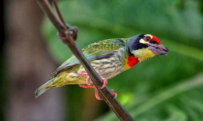 Barbudo caldelero Megalaima Psilopogon haemacephalus