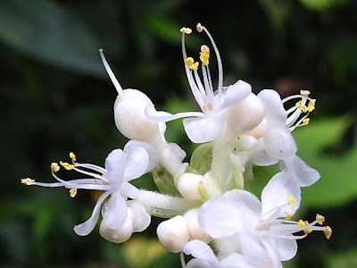 Flowers of Japanese Pollia