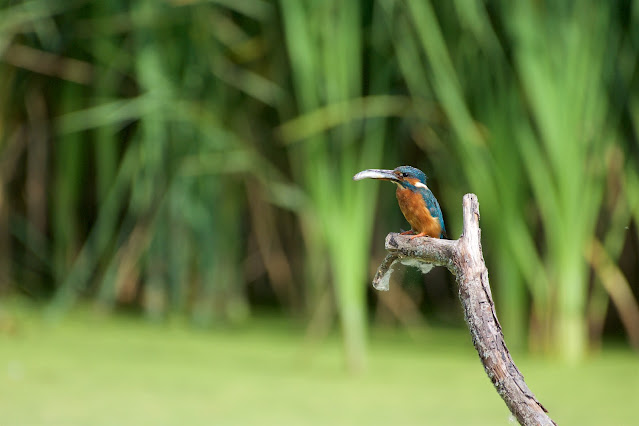 RSPB Rye Meads - Common Kingfisher छोटा किलकिला, राम चिरैया, शरीफन, निता मछराला  (Alcedo atthis)