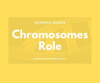 Role Of Chromosomes in Cell Division and Inheritance