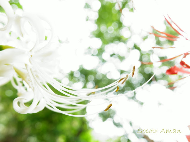 Lycoris radiata