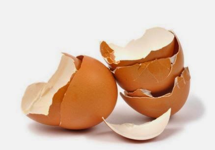 Ini blog ya pemanfaatan cangkang telur sebagai obat luka