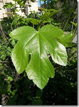 Fig tree leaf