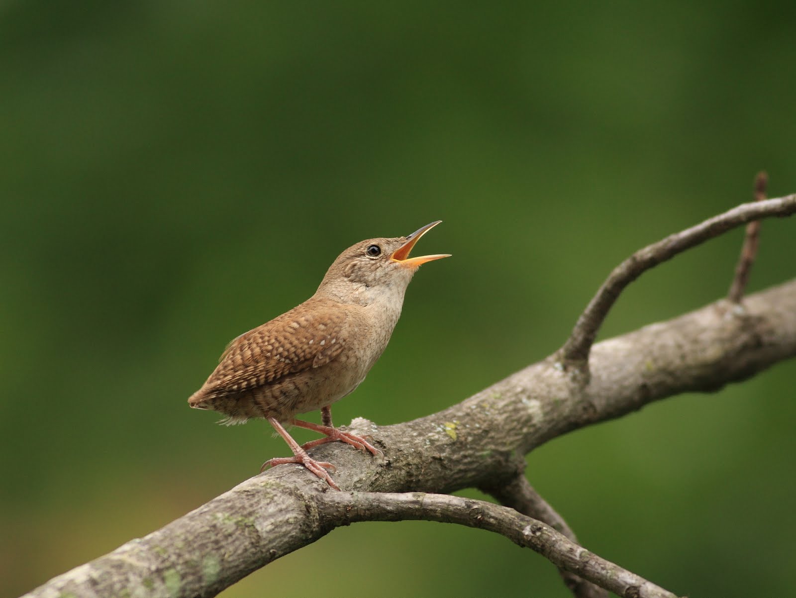 house wren
