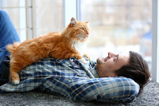 Cuáles son las principales diferencias en el comportamiento entre el gato y el hombre