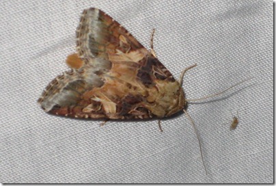 9669 - Spodoptera ornithogalli - Yellow-striped Armyworm PROBABLY