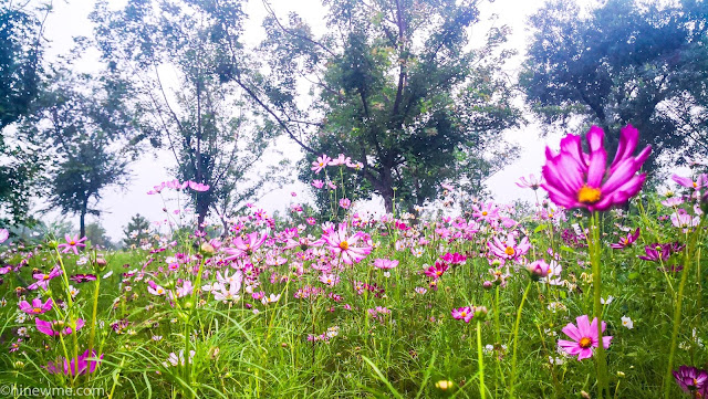 6Flowers photography skill tips，26 Cosmos bipinnata flower