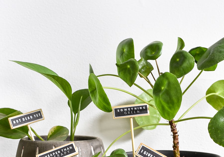 Dollar Store DIY: Funny DIY Plant Markers  Little House of Four - Creating  a beautiful home, one thrifty project at a time.