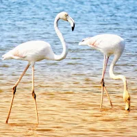 Two Flamingos near Gafanha da Encarnação