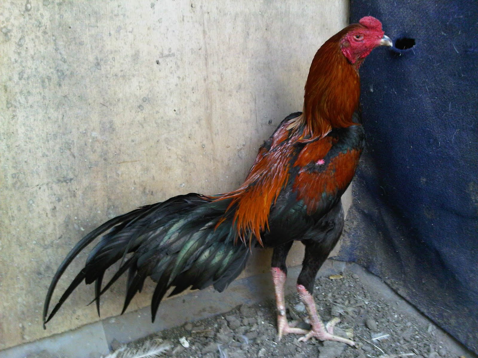 Jual Tyson Ayam Bangkok Ori Import (Pacek) di lapak AIMPRO ...