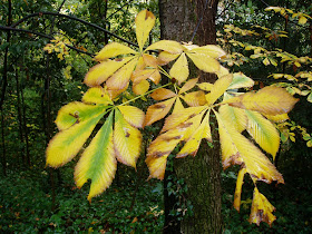 CASTAÑO DE INDIAS: Aesculus hippocastanum