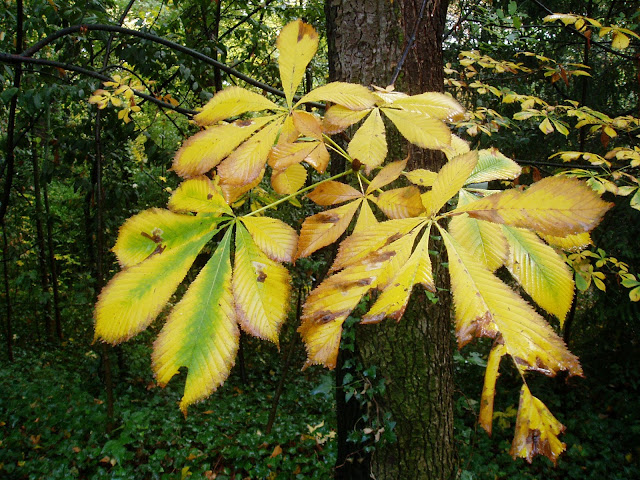 CASTAÑO DE INDIAS: Aesculus hippocastanum