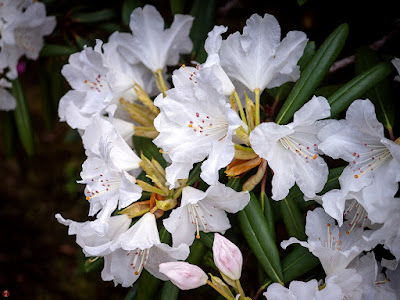 Shakunage (Rhododendron metternichii) flowers: Kaizo-ji