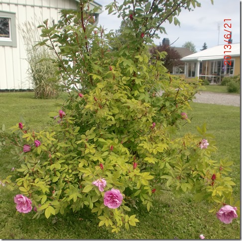 Midsommarafton 2013 009