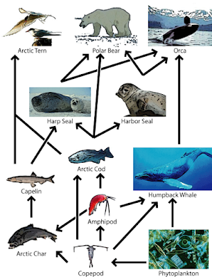 Arctic food chain