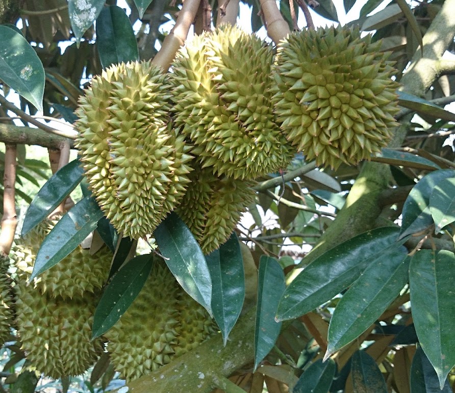 bibit durian cane bisa cepat berbuah dalampot Kalimantan Utara