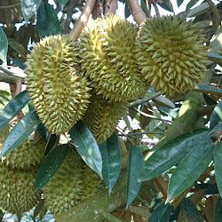 Bibit Durian Kani Pertumbuhannya Mudah