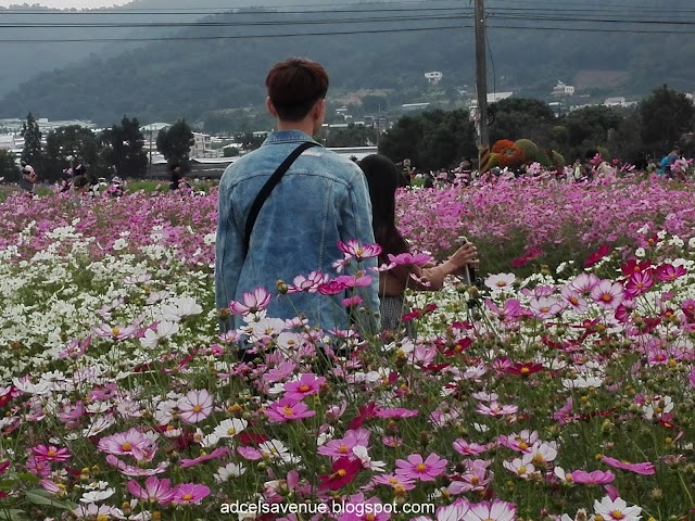 Taichung City Episode 6:  A Colorful Festive: Xinshe Flower Festival & Rainbow Village