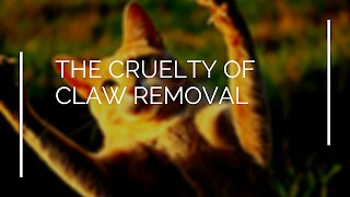 The Cruelty Of Claw Removal