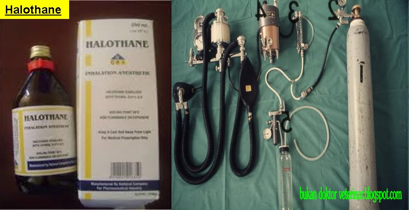 Bukan doktor veterinar: Bius, Tranquilization dan sedatif