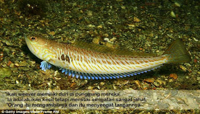 Weeper, ikan langka paling beracun di dunia 