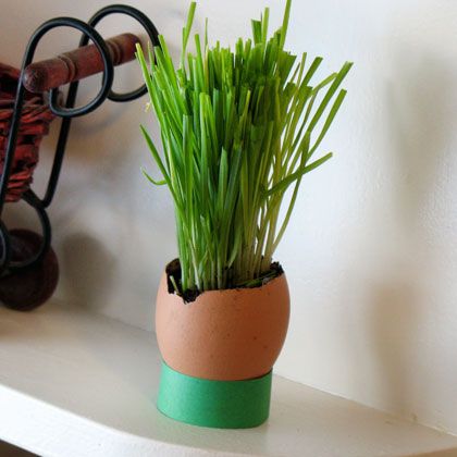 Egghead Eggshell Planter Craft