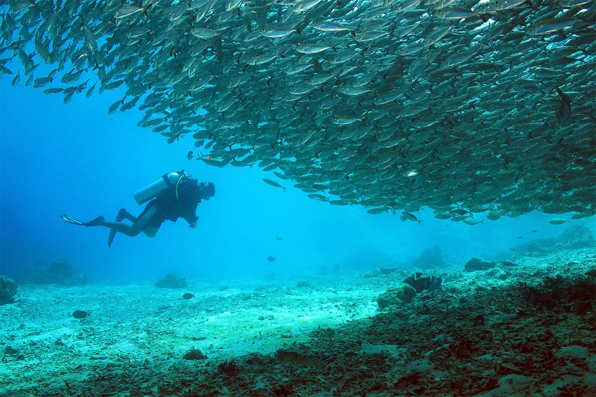 8 Best Dive Spots in Raja Ampat