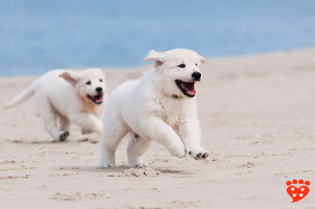 Two puppies having fun at the beach - but almost a third of puppies miss out on important socialization during the sensitive period
