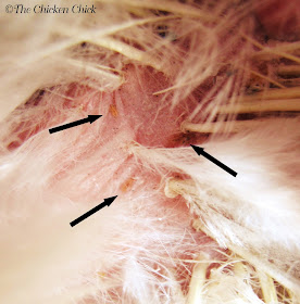 New poultry lice infestation detected early. Note the absence of nits 