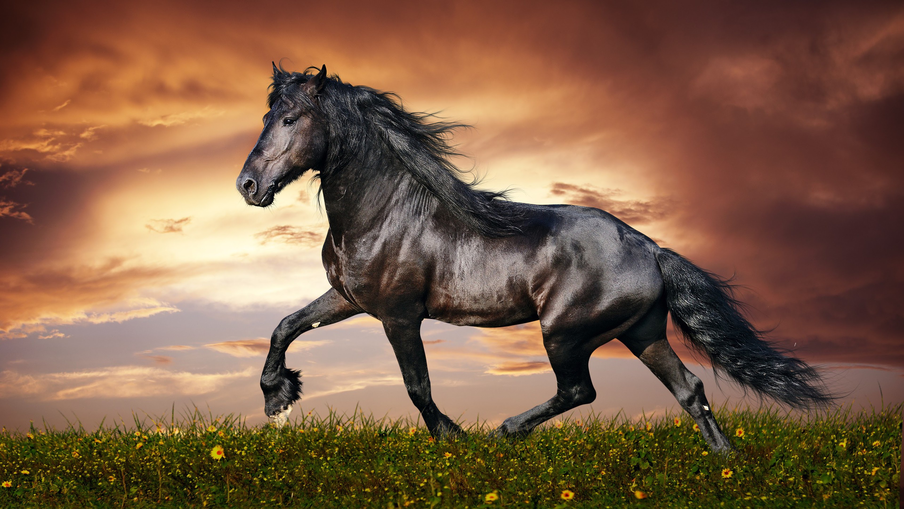 Horse, 4K, 3840x2160, #13 Wallpaper
