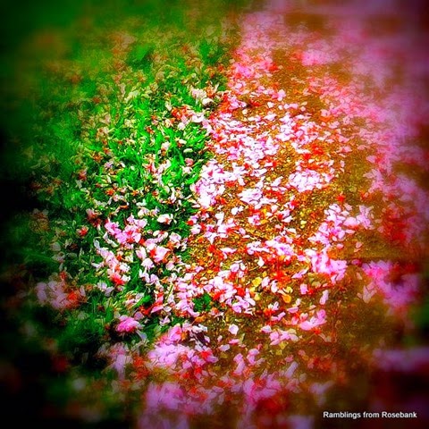 cherry petal confetti
